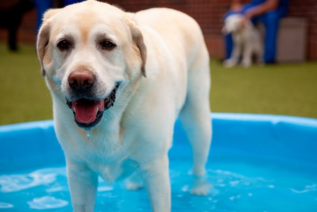 pet boarding near Raleigh