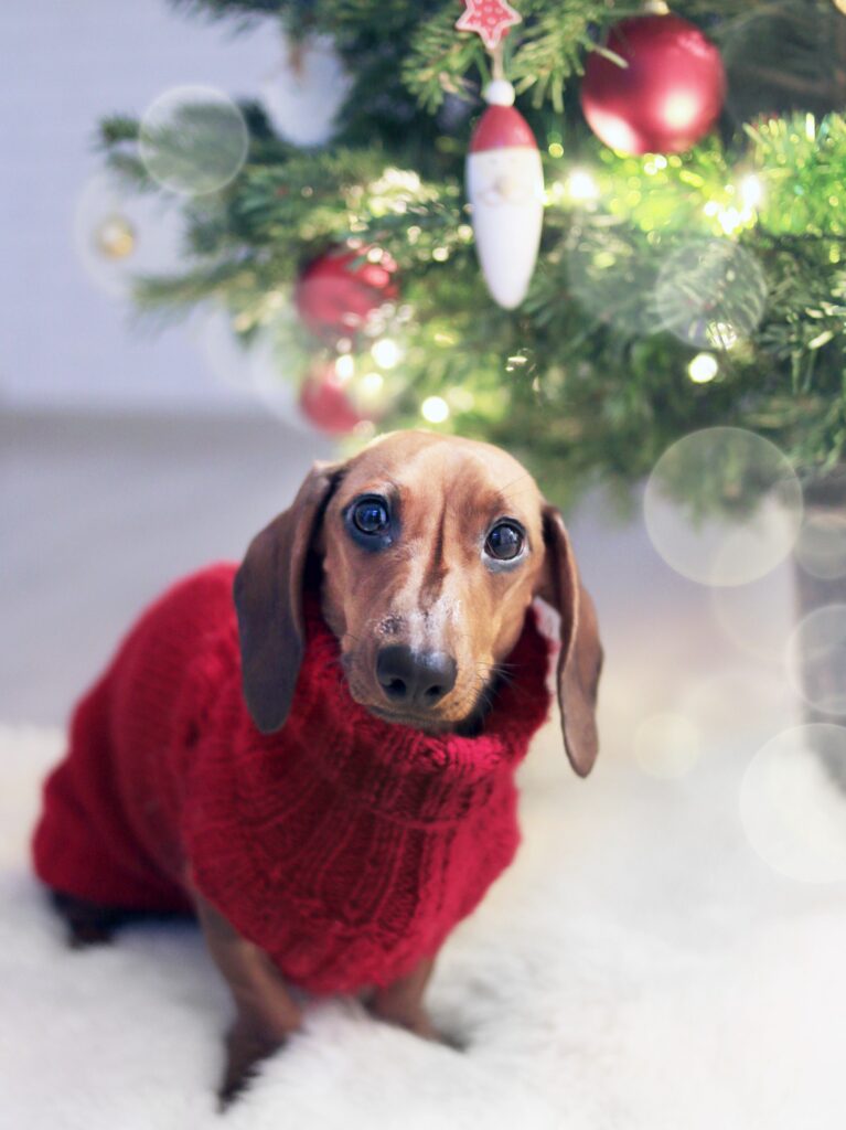 christmas dog before dog boarding raleigh nc