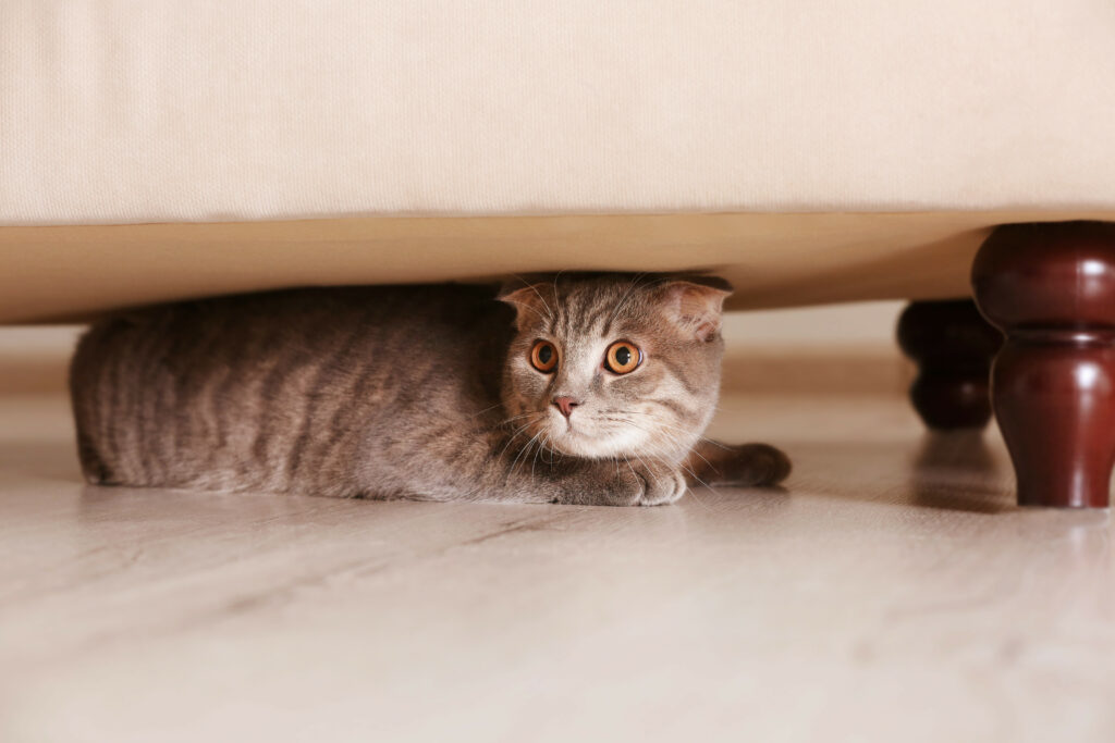 cat hiding under furniture vets raleigh nc