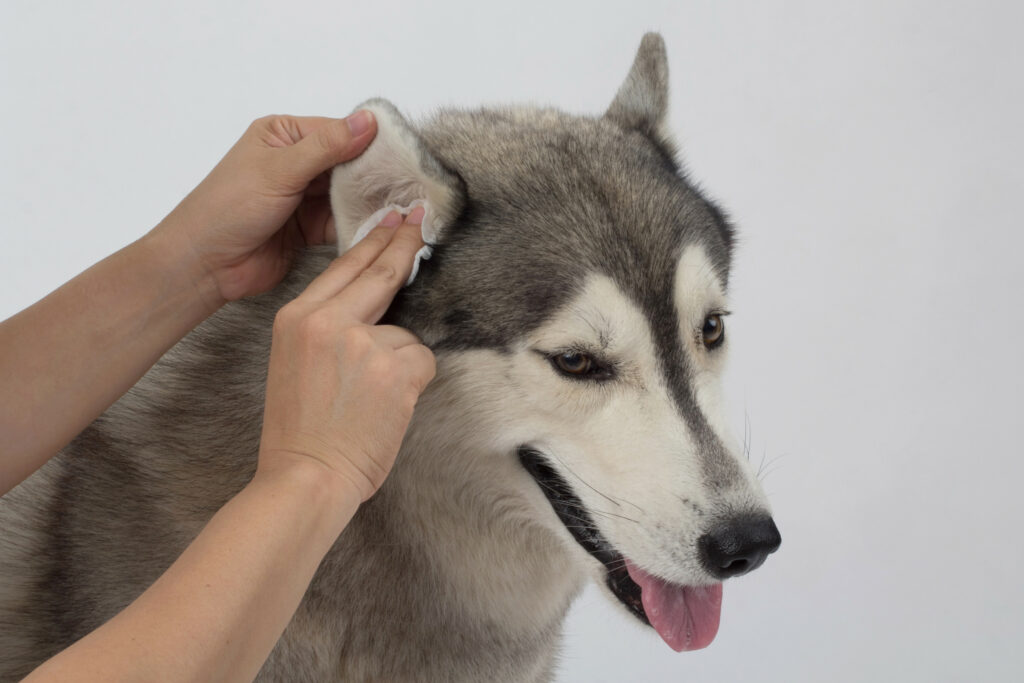 cleaning a dogs ears with the help of emergency vets raleigh nc