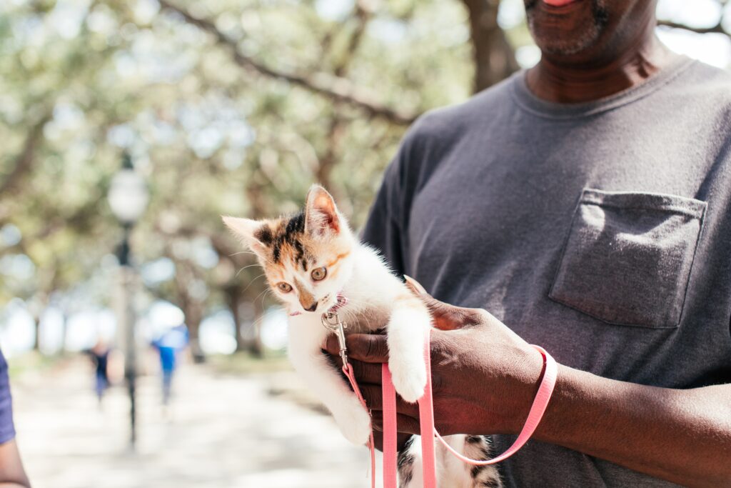 harness training a cat with the help of Wake Forest Animal Hospital