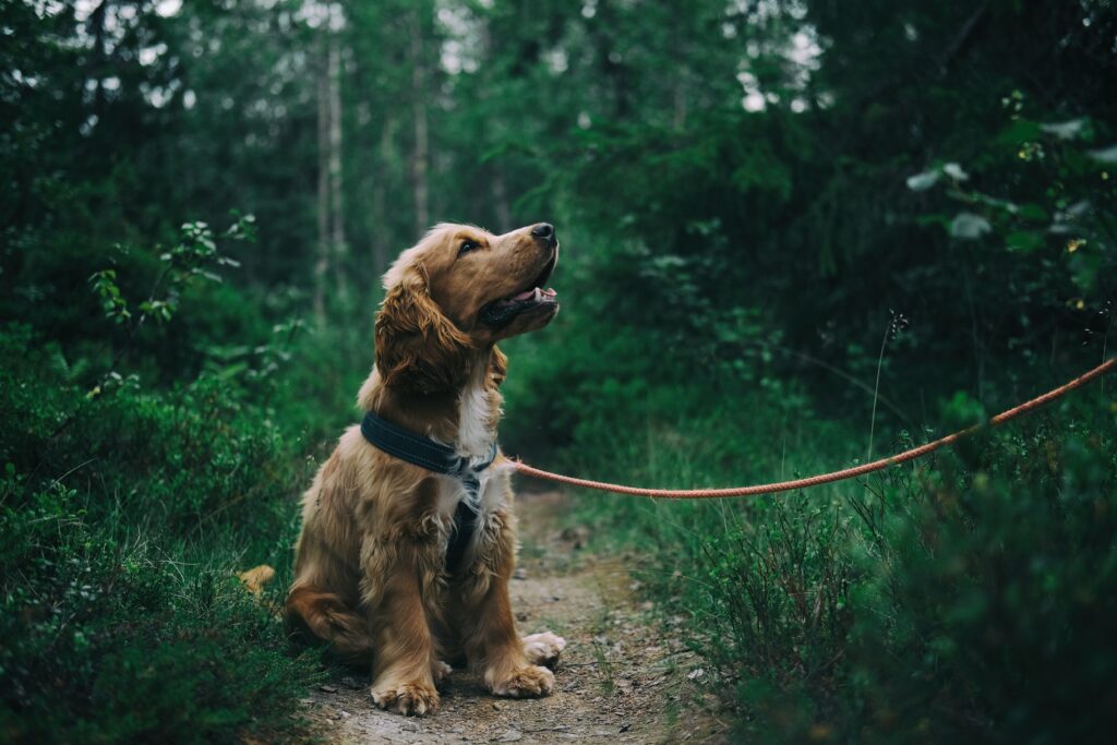 spending time outdoors with your dog with the help of Raleigh NC Veterinarians