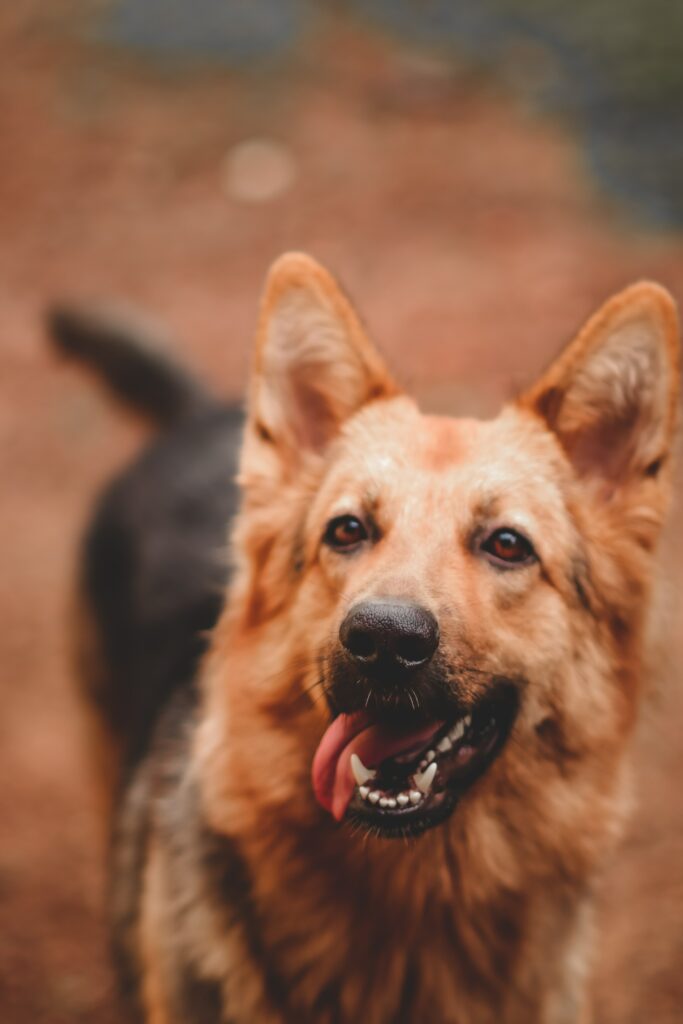 dog on their way to a wake forest animal hospital