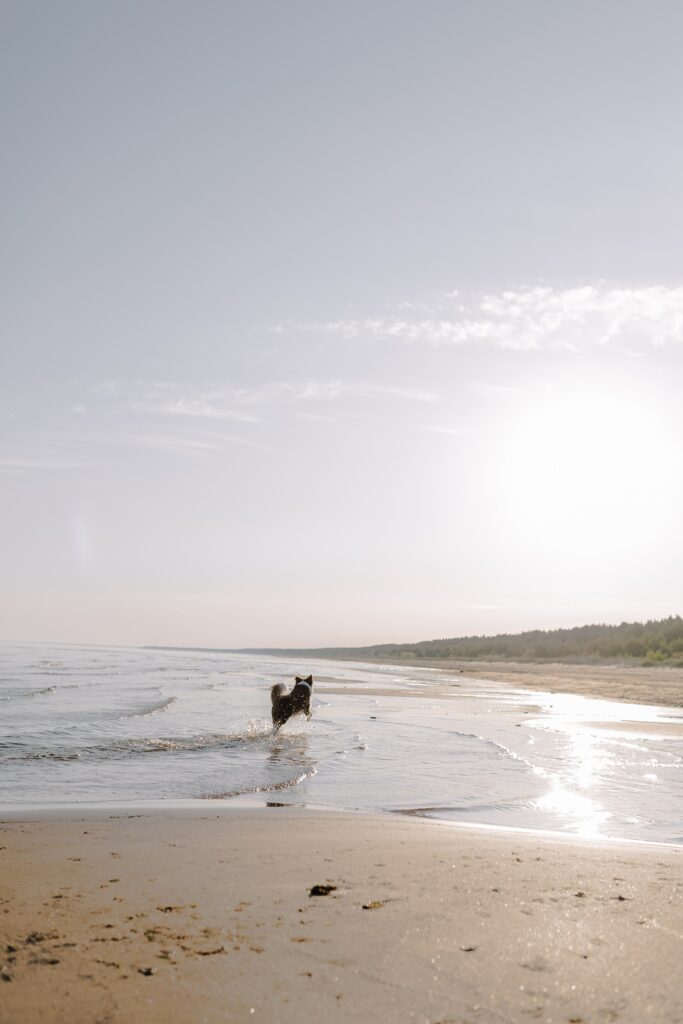 dog running on the beach during summertime Vets in Raleigh NC