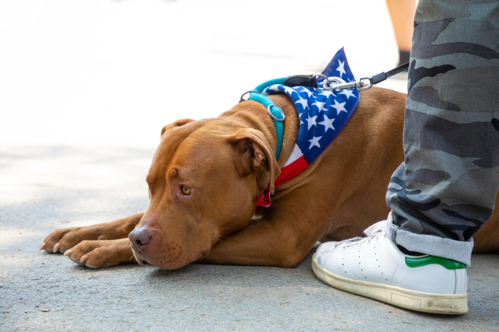 helping your dogs feel better about fireworks with the help of veterinarians Raleigh NC