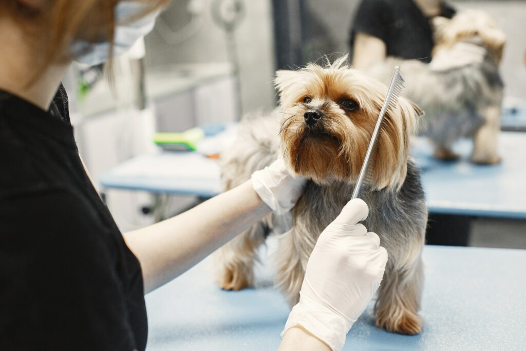 dog getting groomed with pet grooming Wake Forest services