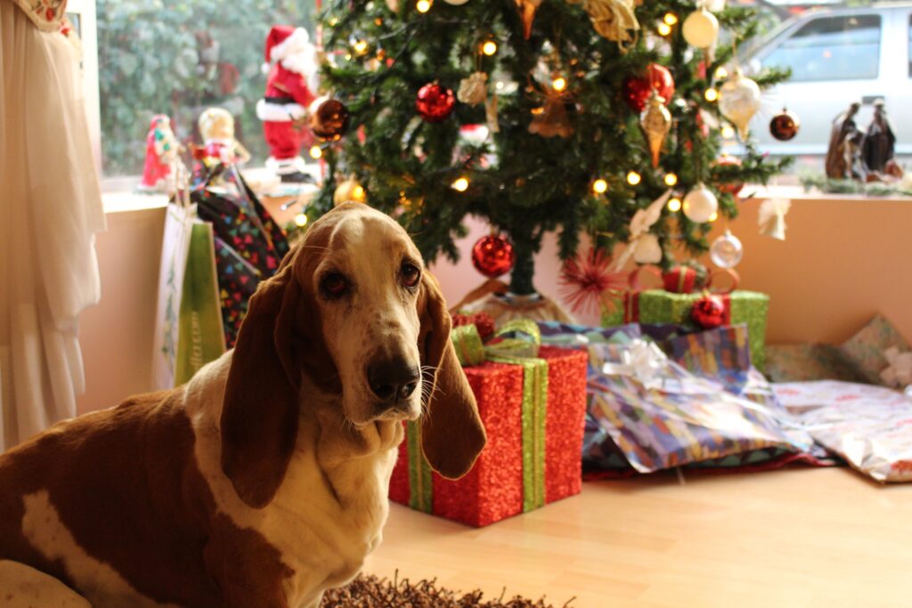 Complete Pet Care dog boarding Raleigh NC during the holiday season.