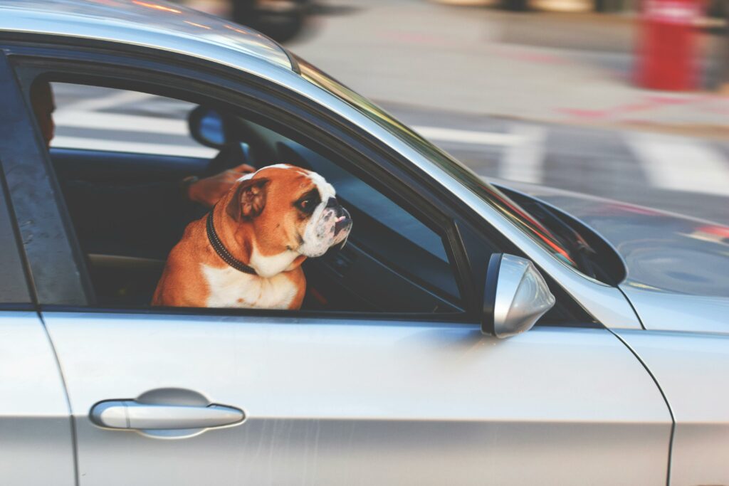 raleigh dog boarding from Complete Pet Care