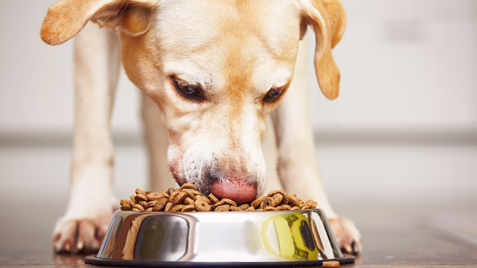 Dog eating food at veterinarians Wake Forest, NC