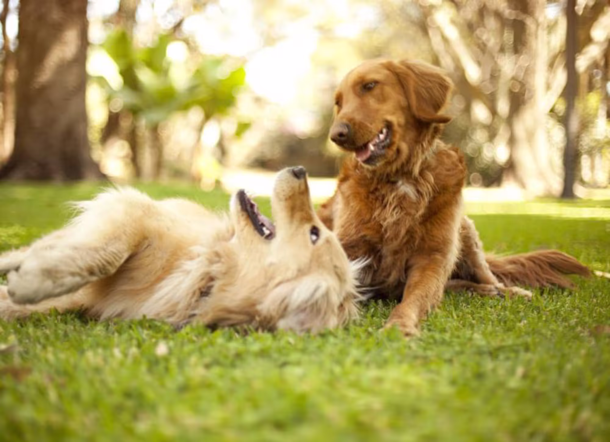 Dogs happy at veterinarian Raleigh NC