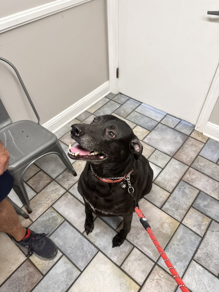 Old dog getting pet care in Raleigh, NC.