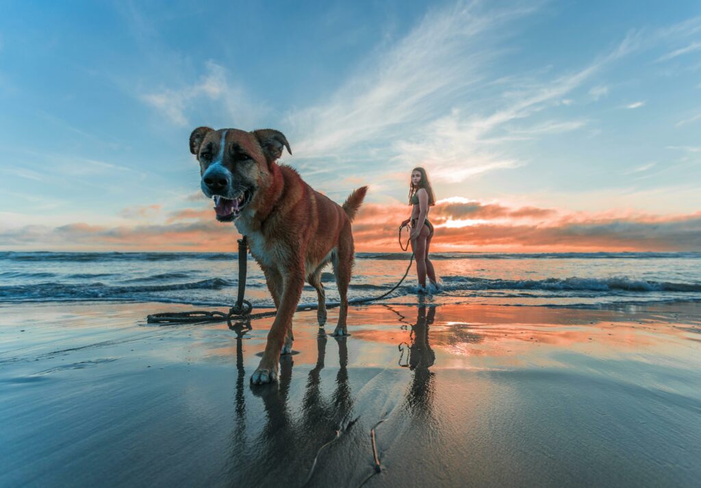 Dog at beach raleigh nc veterinarians