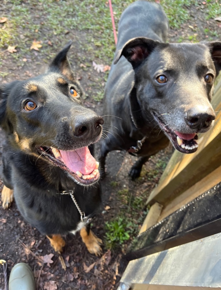 Happy dogs at veterinarian in Raleigh, NC