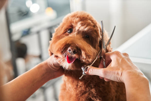 Raleigh dog groomer and happy dog
