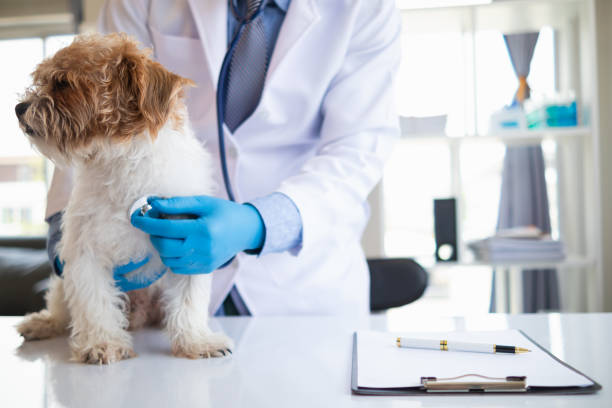 Dog getting looked after by veterinarian Raleigh NC