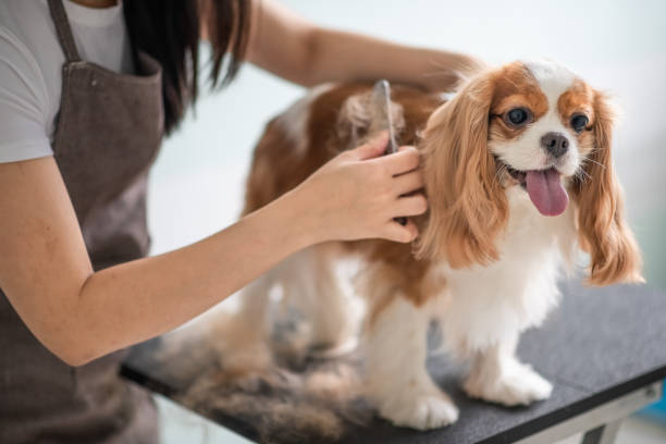Spaniel enjoying pet grooming in Raleigh