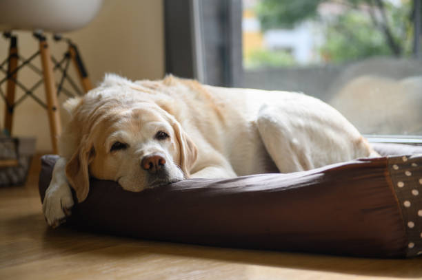 wake forest veterinary hospital