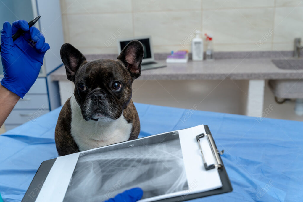 Dog anxiously awaits his x-ray results.