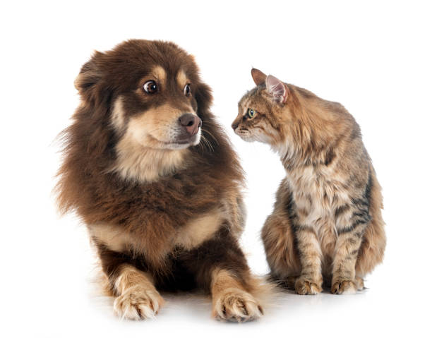 cat sniffing dog