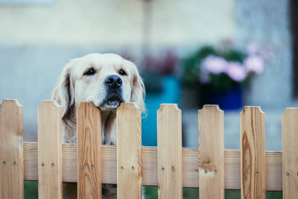 Emergency vets Raleigh NC pet hazards