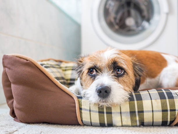 Pet care Raleigh NC for separation anxiety