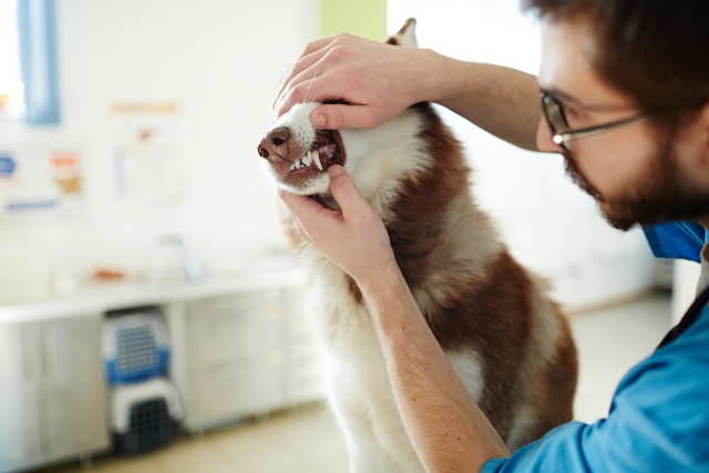 dog being examined by a veterinarian