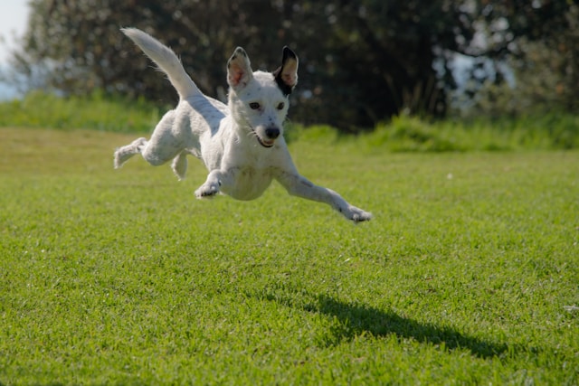 dog playing in yard